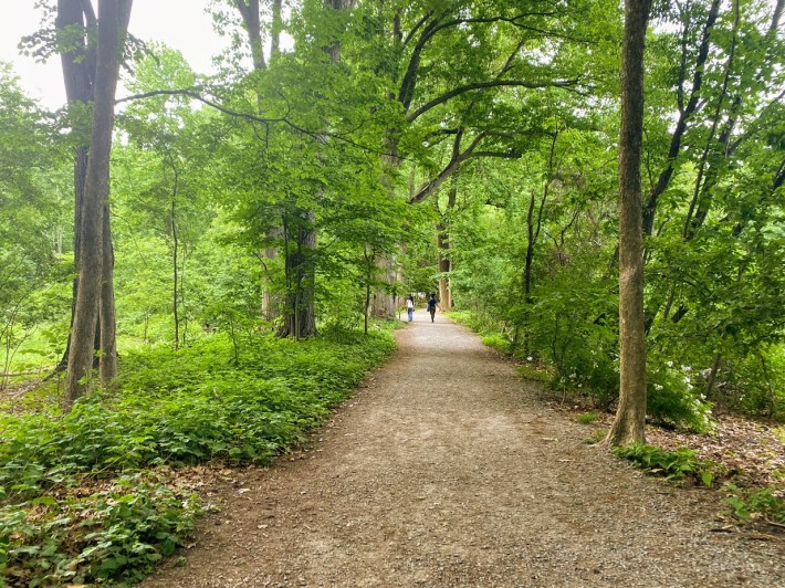 Two friends out on an evening walk along the Emerald Necklace.