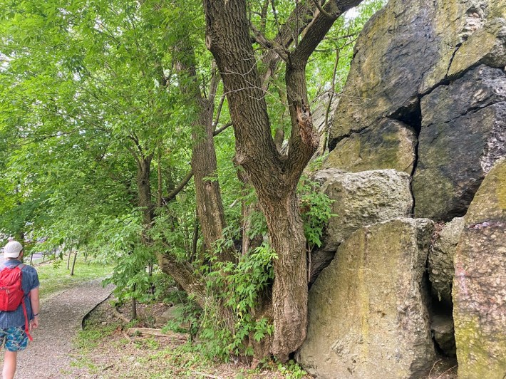 Large pudding stone boulders at Nira Rock Urban Wild in Jamaica Plain.