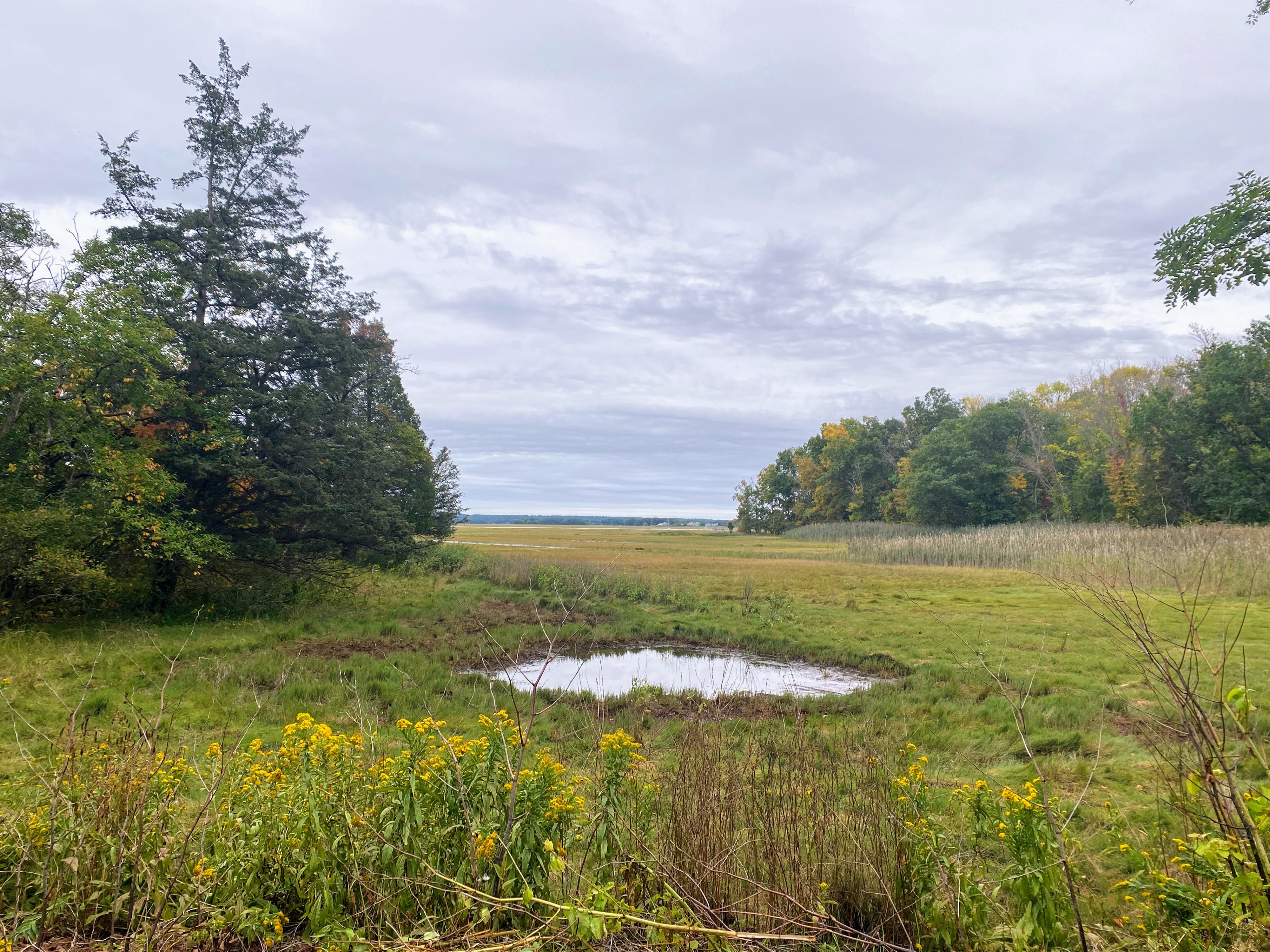 a grassy meadow with a medium sized puddle in the middle and trees lining the side under an overcast sky.