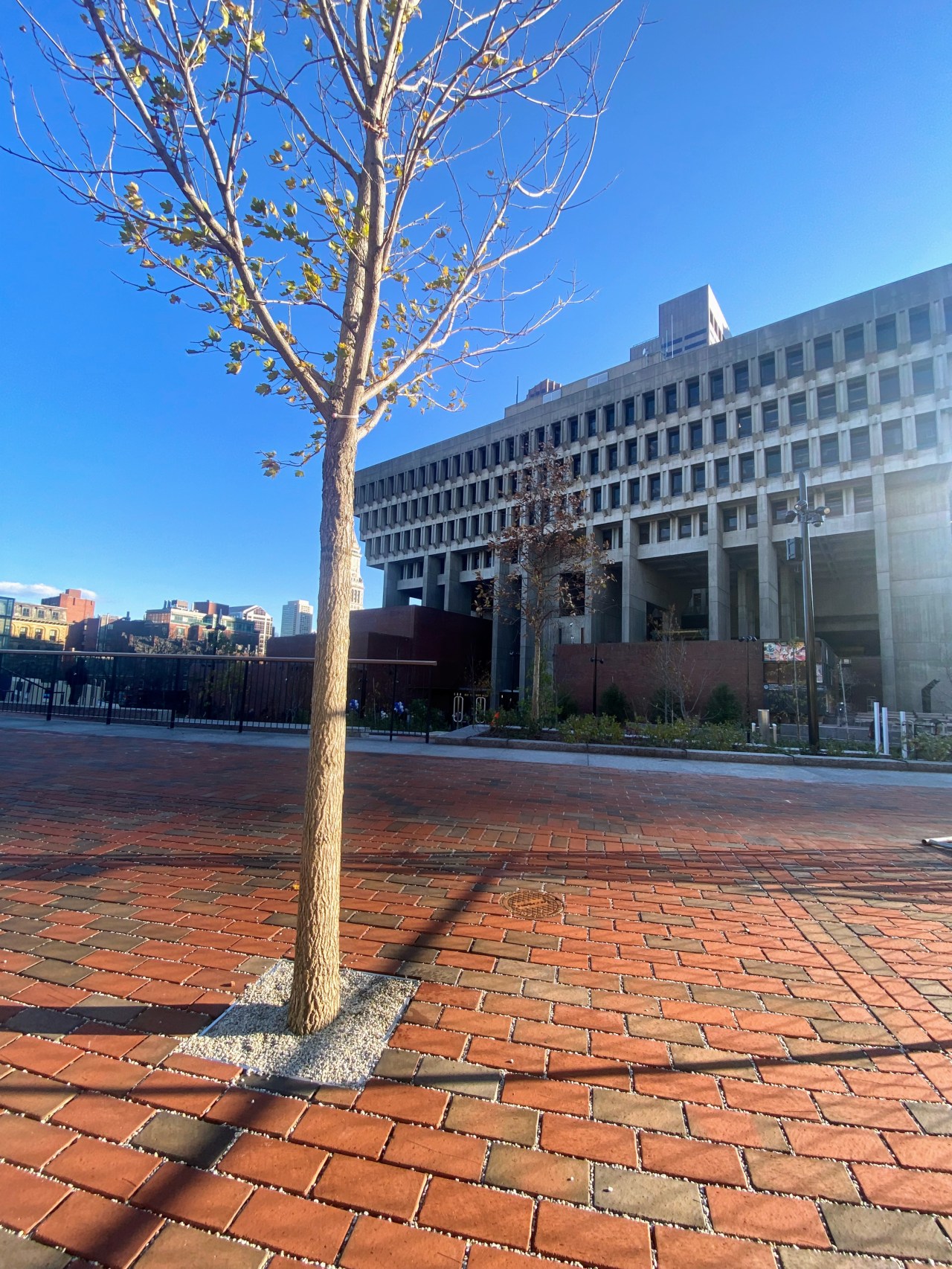 a young maple tree planted inside a small square filled with gravel amidst red bricks with City Hall in the background.