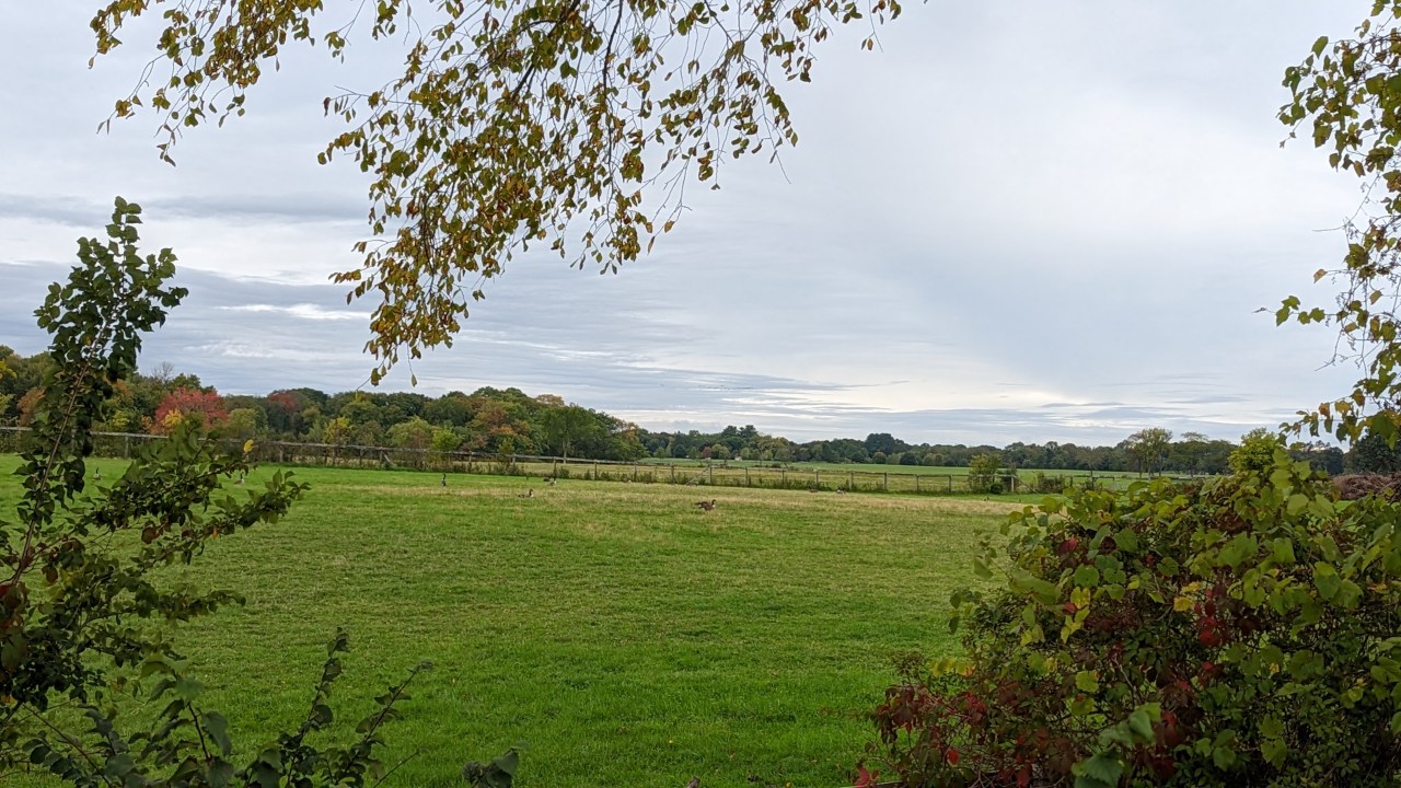 A large grassy landscape with trees in the far back and tree branches lining the frame of the photo.