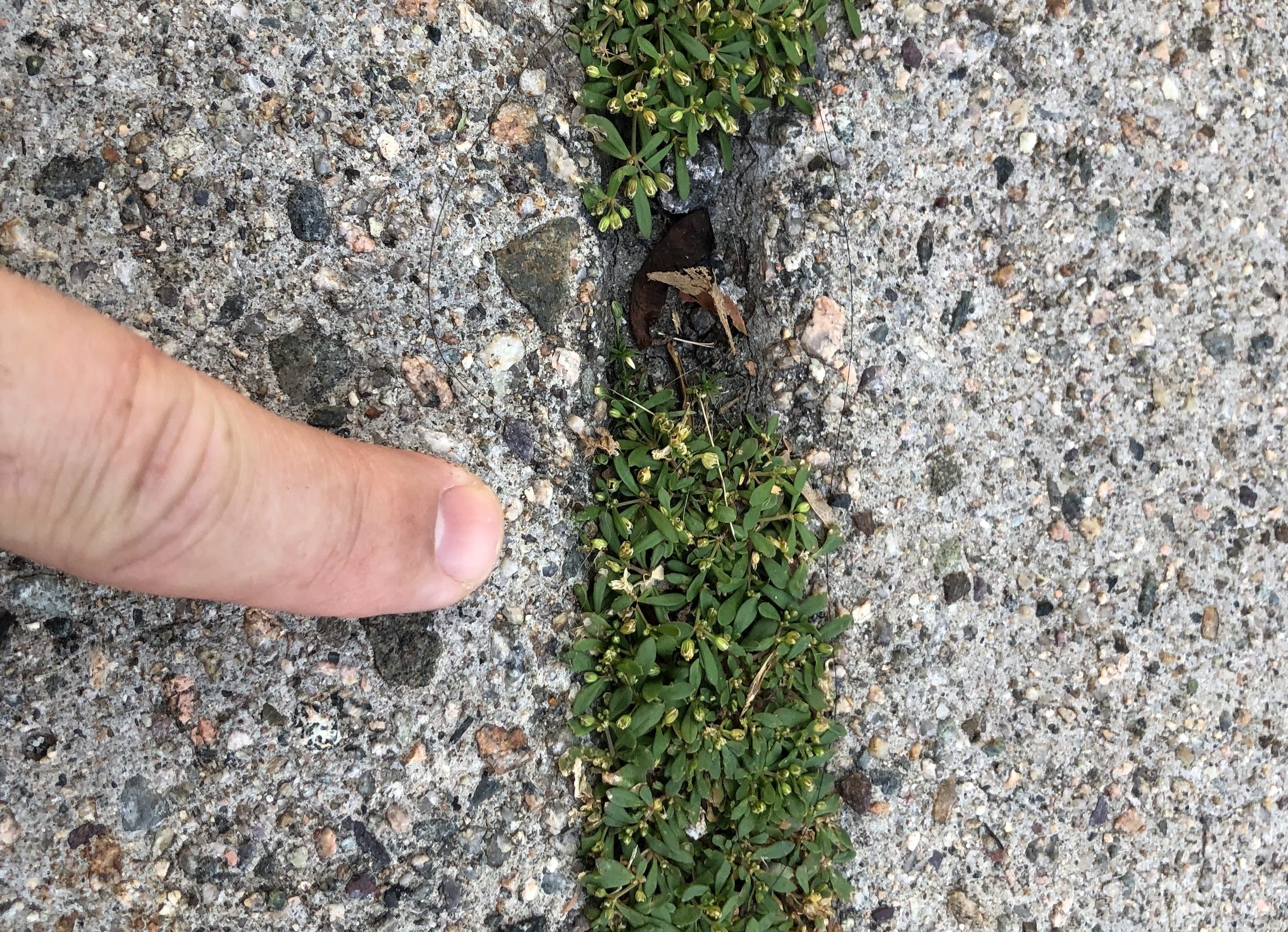A clump of carpetweed grows out of a sidewalk crack. The plant features small leaves that radiate like spokes from a fingernail-sized wheel out of a central stem, with 3-8 leaves to each node. The plant also features tiny greenish-white flowers with 5 petals.