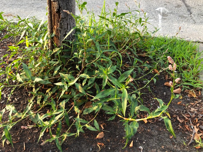 Polygonum caespitosum, commonly known as Ladysthumb, grows around the base of a small tree on the edge of a sidewalk. The plant features smooth reddish stems with long, spear-shaped leaves, ranging from 1 to 6 inches long. The leaves are green with a reddish triangular "thumbprint" in the middle. At the end of some stems are pinkish flowers consisting of cylindrical nodules.