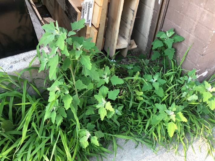Lambs Quarters plants grow 1-2 feet tall among some shorter grasses next to a utility cabinet and a brick wall at the edge of a sidewalk. Chenopodium album, commonly known as Lambsquarters, features diamond-shaped leaves with toothed notches around their edges, 2 to 4 inches long.