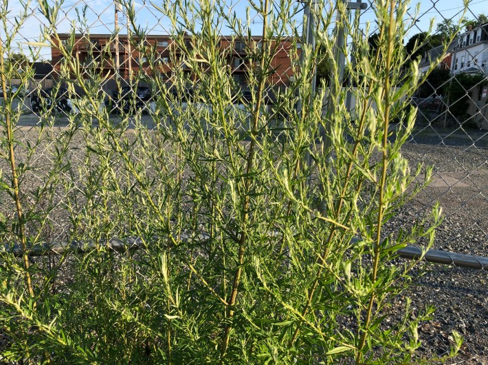 Tall plants with spindly lobed leaves grow alongside an empty gravel lot next to a chain link fence. The plant is Artemesia vugaris, commonly known as Mugwort.