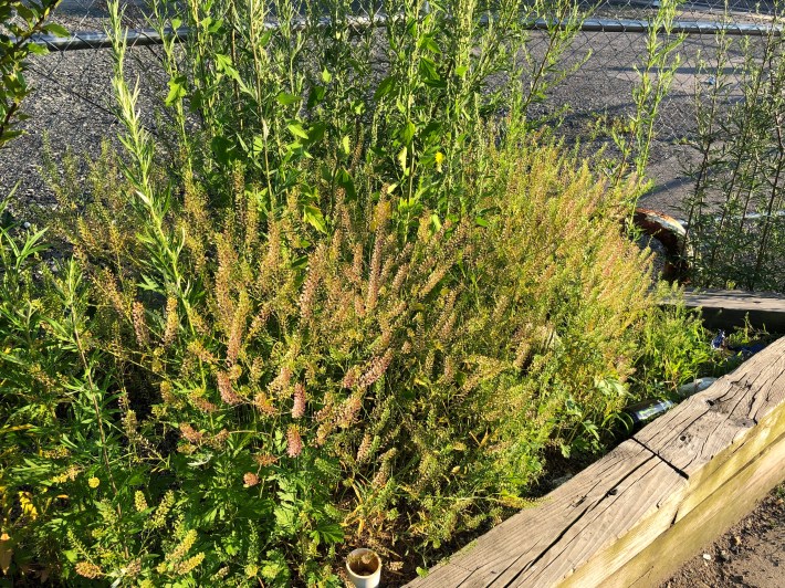 A clump of various plants growing next to a chain link fence. The plants in the foreground are Lepidium virginicum, commonly known as Virginia Pepperweed, which feature prolific spikes of diaphanous greenish-white flowers or reddish-green seedpods on branched stalks. Behind them is a cluster of taller Artemesia vugaris, commonly known as Mugwort.