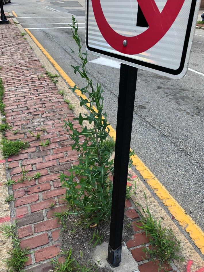 A plant about 3 feet tall grows out of a brick median island next to a "no left turn" sign. The plant, Lactuca serriola or prickly lettuce, features lobed leaves that grow perpendicularly out of a central stalk.