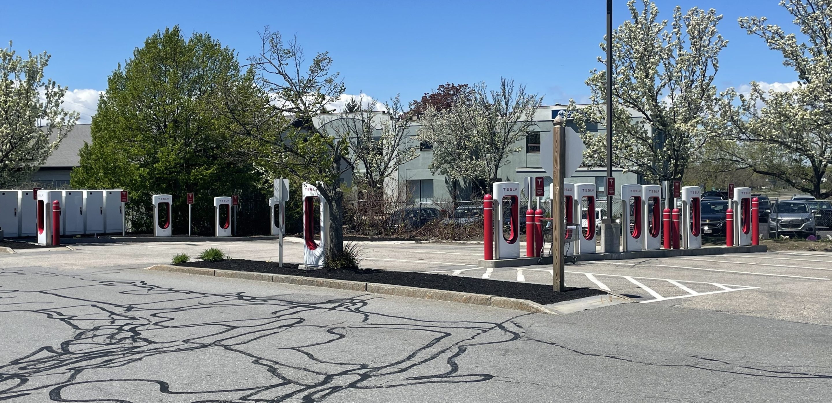 An empty parking lot under a clear blue sky with about a dozen red-and-white Tesla charging stations. Beyond the parking lot are several trees blossiming with spring blooms.