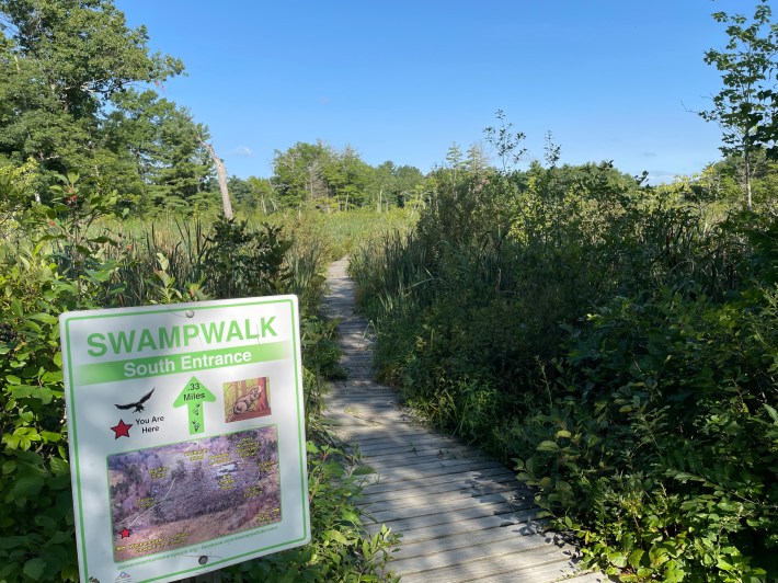 A wooden boardwalk trail extends into an overgrown swampy meadow. In the lower left foreground a sign reads "Swamp Walk south entrance, 0.33 miles" above an aerial map of the trail loop.