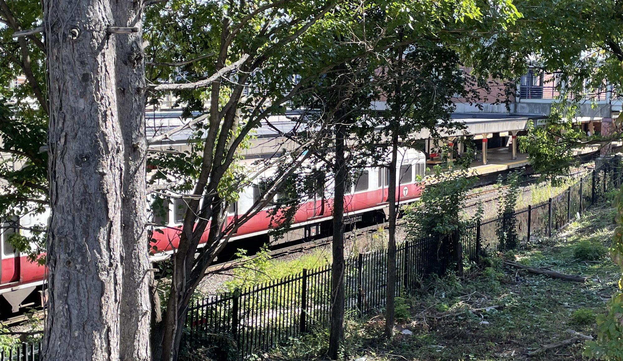 A Red Line MBTA subway train pulls into a station, seen through the trees of a wooded hillside.