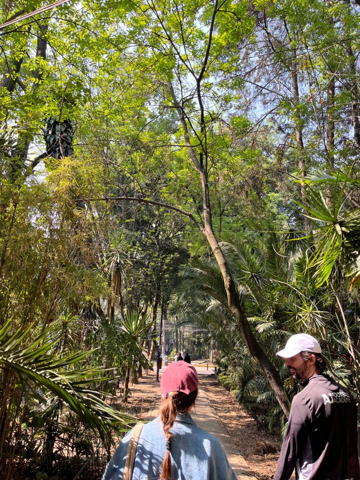 Two people wearing baseball caps walk along a path under a dense canopy of leafy trees