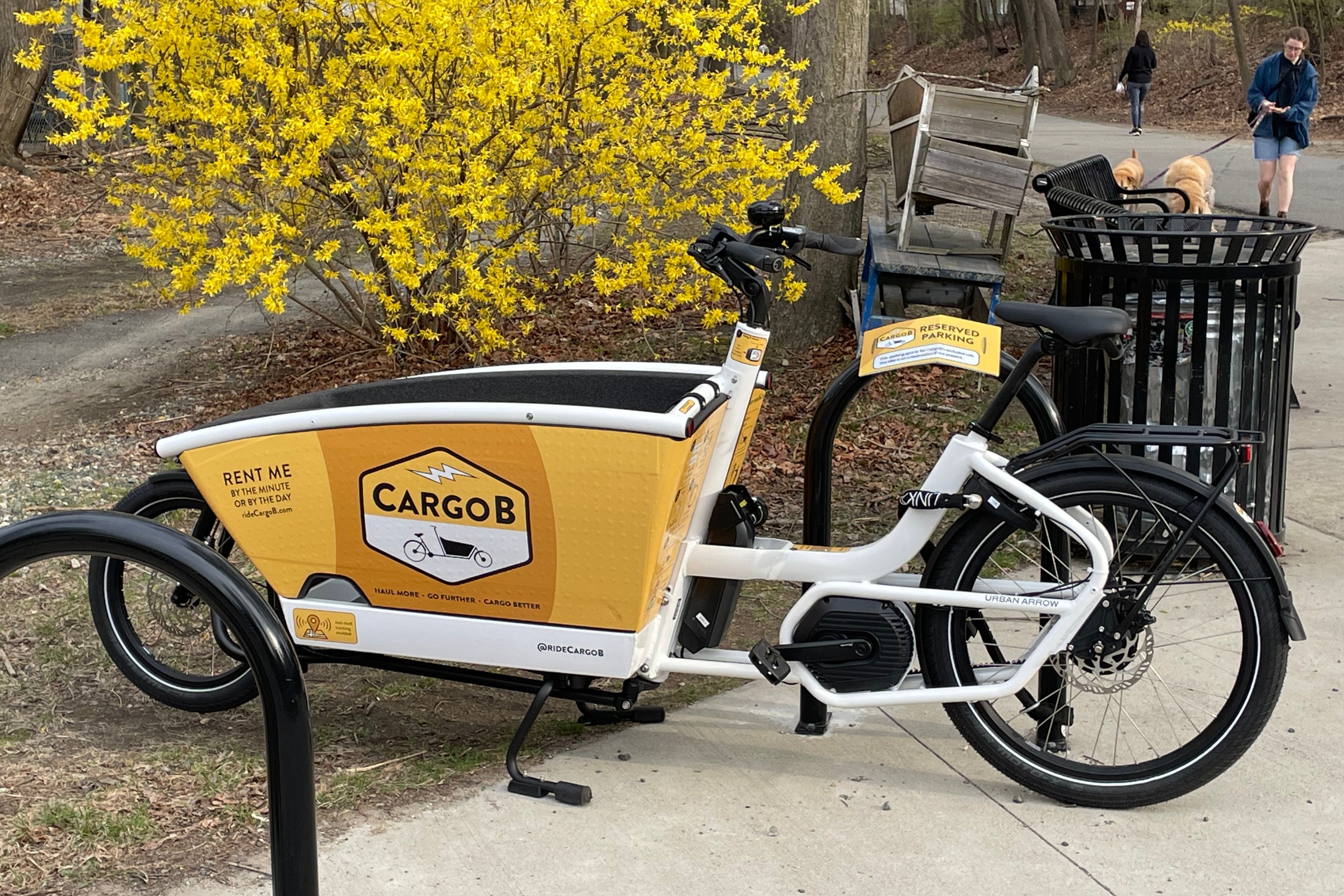 A white and yellow cargo bike with a large bucket in front of the handlebars is parked at a bike rack in front of a blooming forsythia bush next to a bike path. A logo on the bucket of the bike says "CargoB".